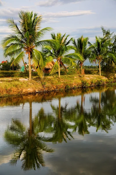 椰子树附近运河 — 图库照片