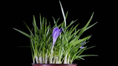 bir tencerede çiçek Çiğdem