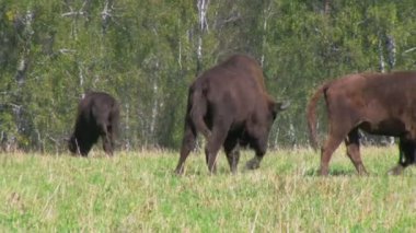 Bison, otlayan hayvan sürüsü