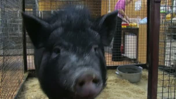 Porco preto pequeno — Vídeo de Stock