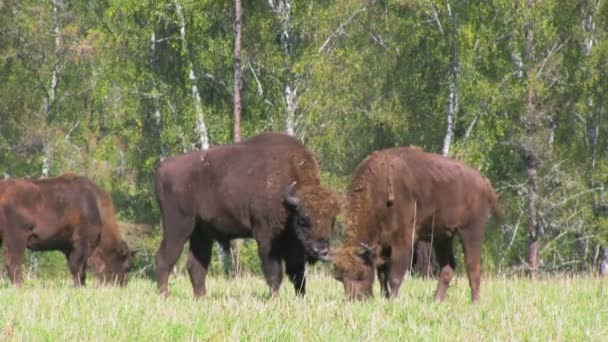 Bison rebaño de pastoreo — Vídeo de stock