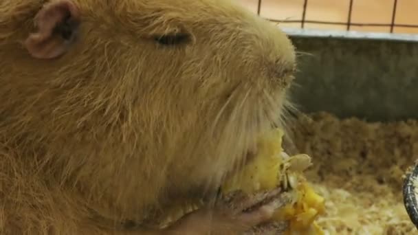 海狸鼠吃南瓜 — 图库视频影像