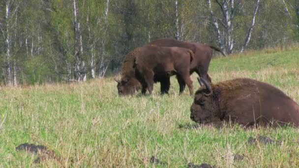 Stádo bizonů pastva — Stock video