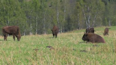 Bison, otlayan hayvan sürüsü