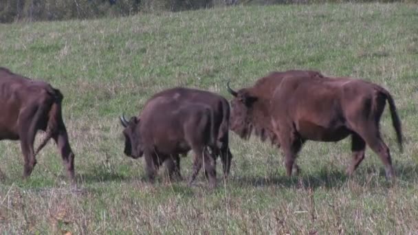 Bison rebaño de pastoreo — Vídeo de stock