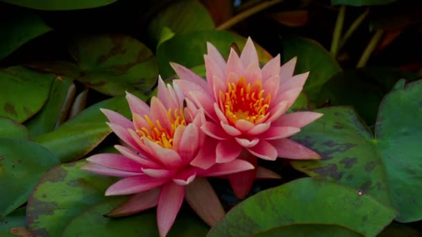 Time lapse opening of water lily flower — Stock Video