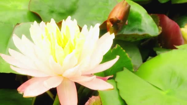 Time lapse opening of water lily flower — Stock Video