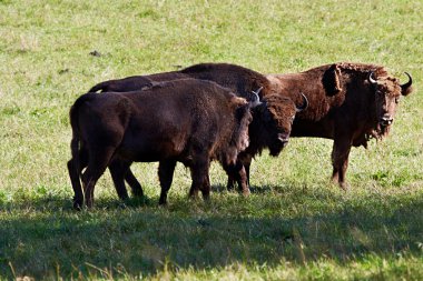 vahşi bison