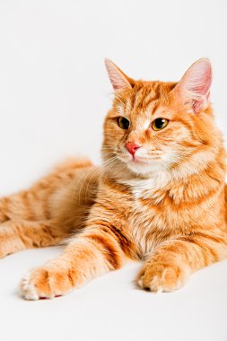 Kırmızı bobtail