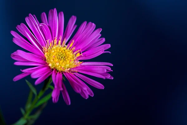 Aster blomma — Stockfoto