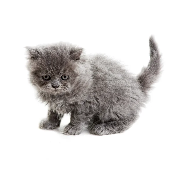 British kitten — Stock Photo, Image