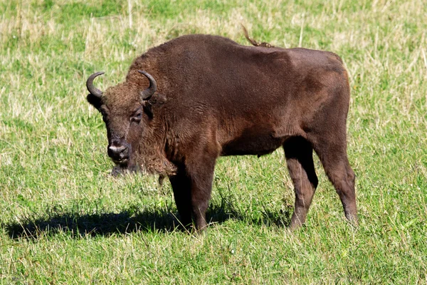 Wild bison — Stock Photo, Image