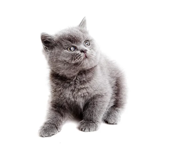 Britse kitten — Stockfoto