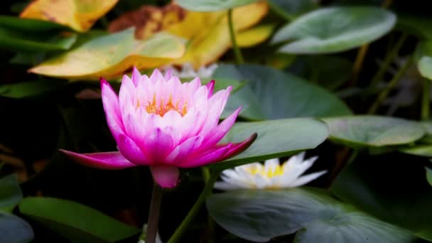 Time lapse opening of water lily flower — Stock Video