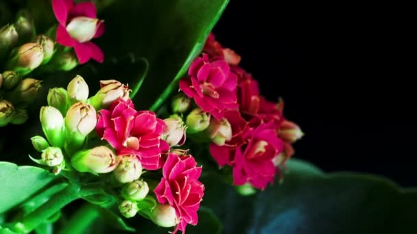 Čas zanikla otevření květ kalanchoe — Stock video