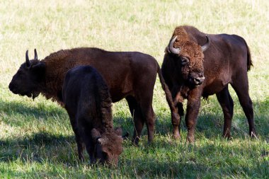 vahşi bison