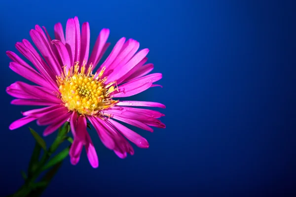 Aster květ — Stock fotografie