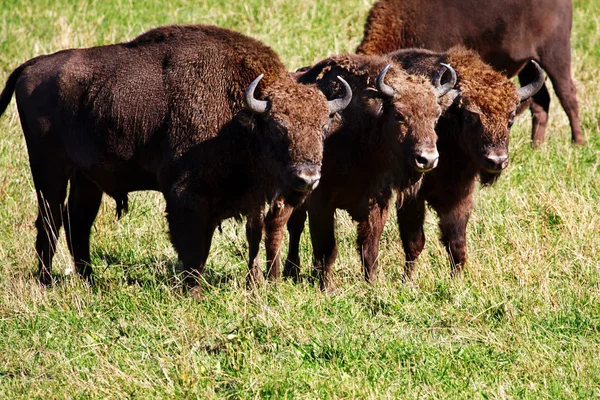 Vild bison — Stockfoto