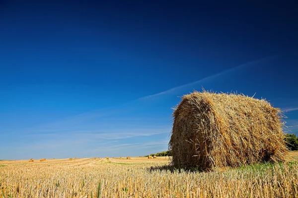 Autumn field — Stock Photo, Image