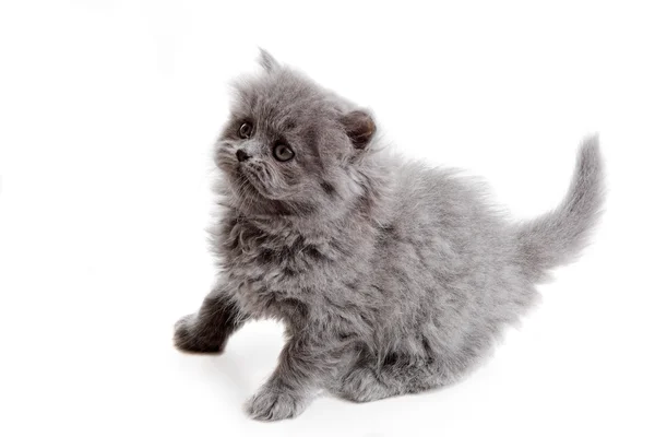 Britse kitten — Stockfoto