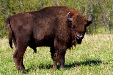 vahşi bison