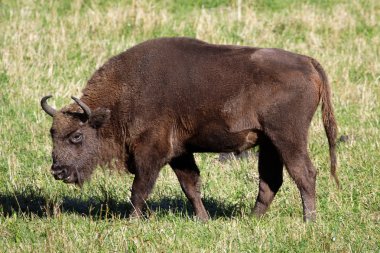 vahşi bison