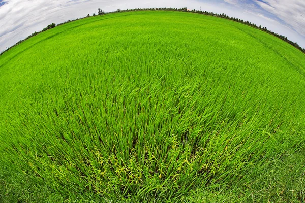 Campo de arroz verde — Foto de Stock