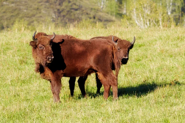 Vild bison — Stockfoto