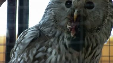 baykuş fare besleme