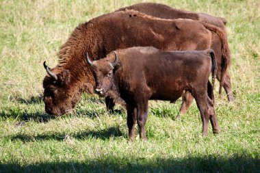vahşi bison