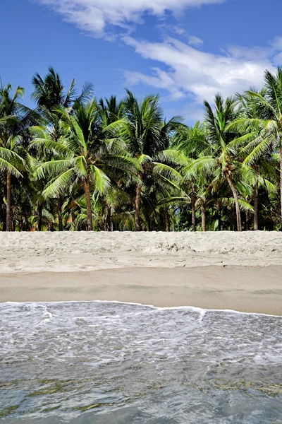 Palm trees — Stock Photo, Image