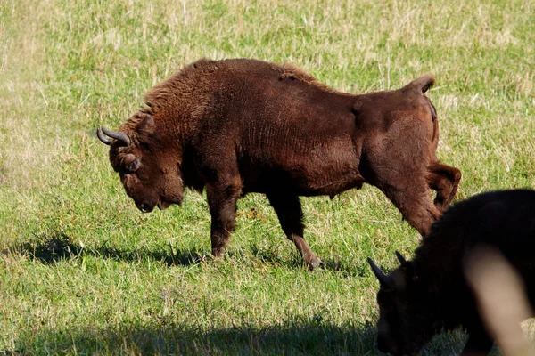 Vild bison — Stockfoto