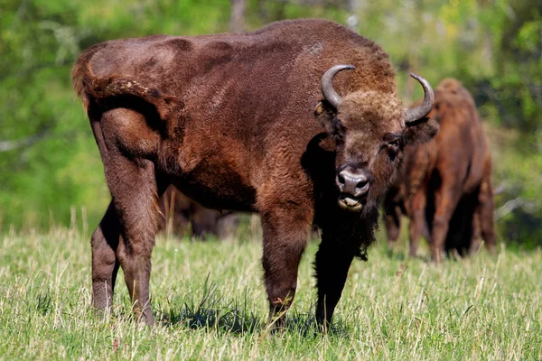 Vild bison — Stockfoto