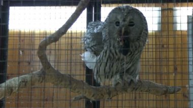 içinde belgili tanımlık kafes kuşu yeme fare