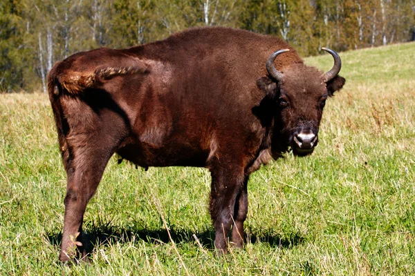 Vild bison — Stockfoto