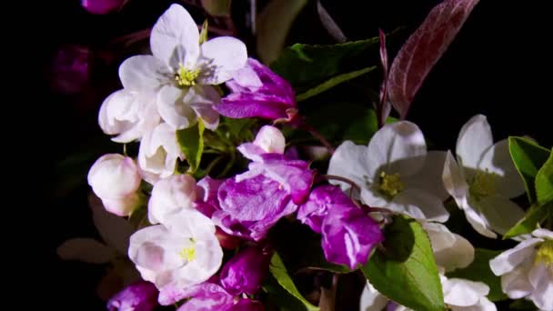 Flores de manzana florecientes — Vídeo de stock