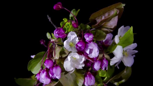 Blossoming apple flowers — Stock Video