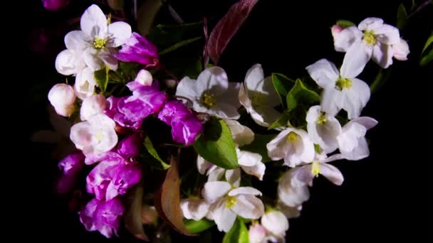 Fleurs de pomme en fleurs 