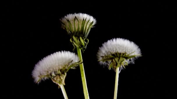 Diente de león en flor — Vídeos de Stock