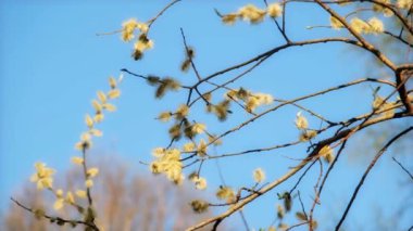 İlkbaharda küçük bir ağaç dalının seçmeli odak noktası