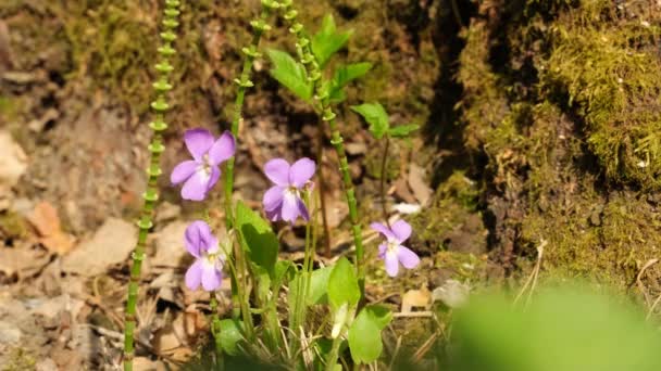 春天的森林里 紫罗兰在轻风中微微颤动 靠近点 — 图库视频影像