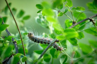 Çingene güve tırtılı yakın plan. Yaprak yiyen tırtıllar. Makro.