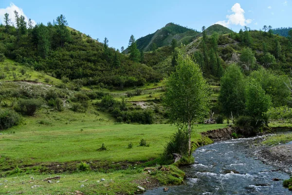 Pequeño Río Montaña Valle Verde Árboles Jóvenes Orilla Del Río — Foto de Stock