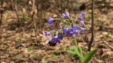Bahar ormanındaki akciğer otu çiçeğinin üzerindeki arı.