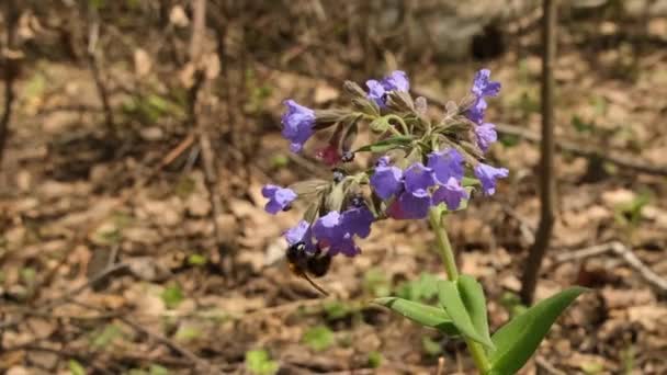 春の森の中のヨモギの花に蜂 — ストック動画