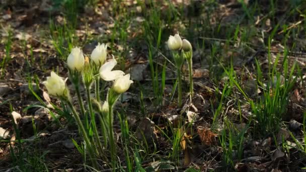 Pasztell Virág Remeg Kissé Fény Szél Tavaszi Erdőben Közelről — Stock videók