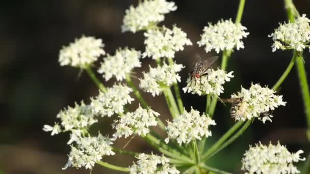 从草本植物的花朵中觅食的苍蝇 — 图库视频影像