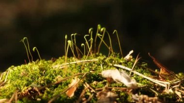 Bahar ormanında yosun petostomi kılcal damarı. Yakın çekim videosu