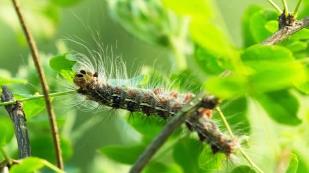 Silkworm Caterpillar Eating Green Leaves Lymantria Dispar — стоковое видео