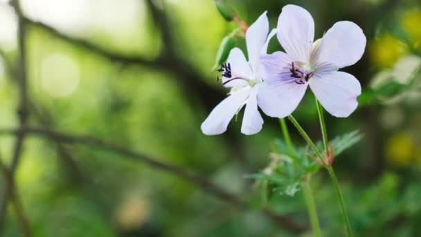 Flower Geranium Pratense Closeup Video — Stock Video